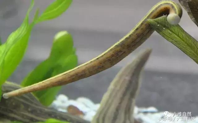 蚂蟥与水蛭养殖,水蛭蚂蝗养殖的真相