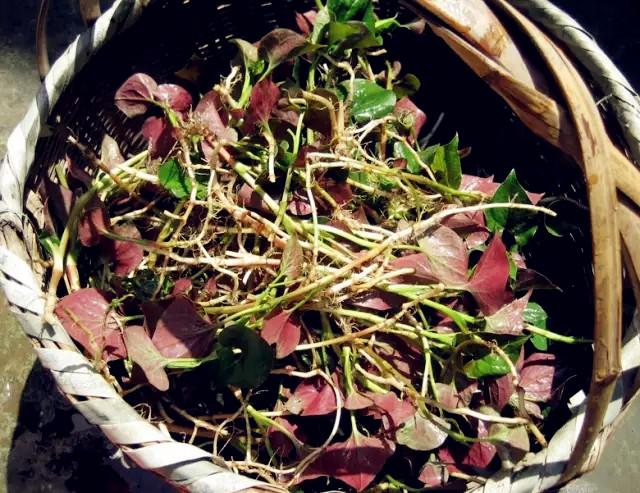 折耳根的108种做法,贵之味折耳根油辣椒贵州特产