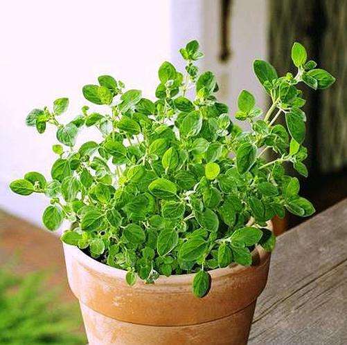 各种可食用香草的盆栽方法,4种好看又易养的香草