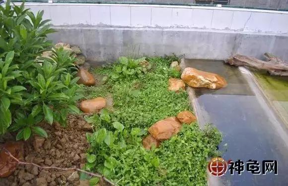 新手怎么养龟龟池里该放什么东西,10只25厘米龟需要多大的龟池