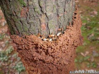 果树白蚁怎么预防,果园害虫最怕的克星