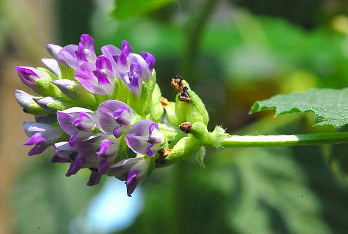 补骨脂的相克中药,补骨脂加哪味中药不上火