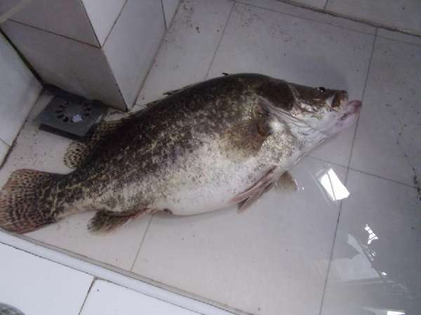 牛人自制鱼竿钓鱼,自制手竿鲤鱼钓组