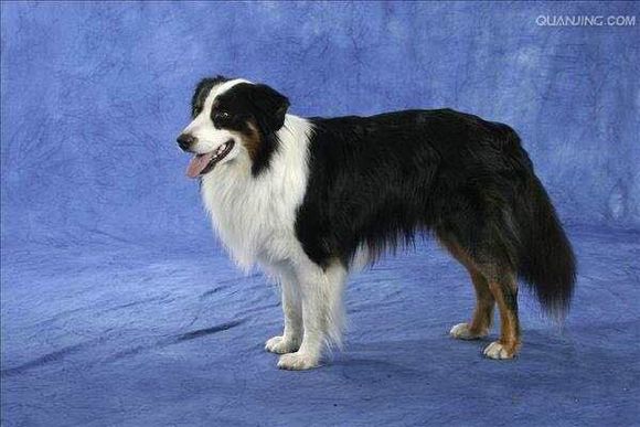 普遍的狗狗品种大全及图片,所有狗狗品种集合大全