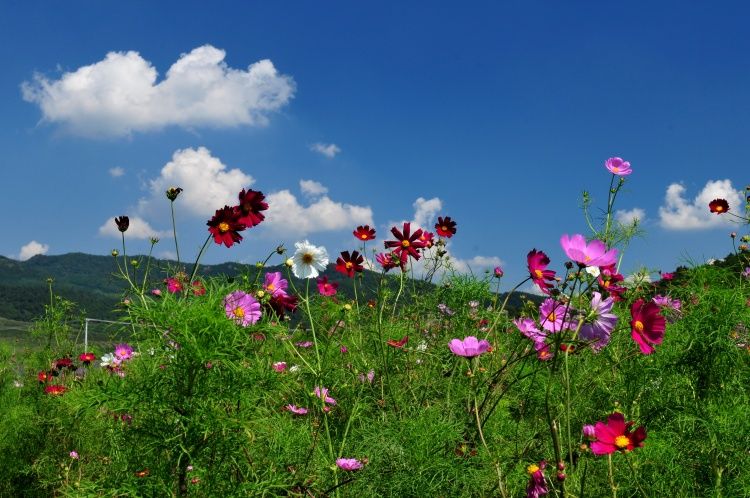 沈阳紫烟薰衣草庄园怎么样,沈阳紫烟薰衣草庄园招聘