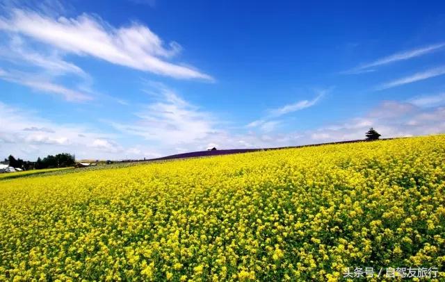 湖南赏花自驾游攻略,湖南旅游赏花攻略