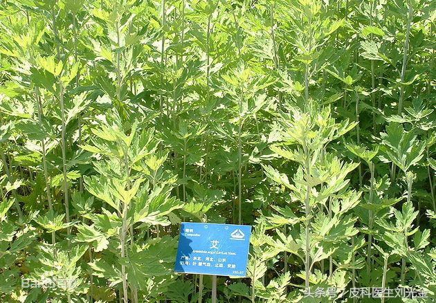 二月茵陈四月蒿包括艾蒿吗,茵陈蒿和青蒿图片