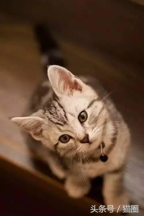 养猫的过程中猫容易得哪些病,养猫的人容易得哪些病