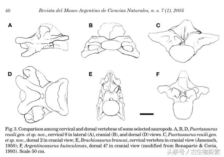 普尔塔龙恐龙视频,普尔塔龙
