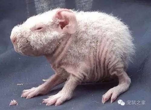 荷兰猪卖肉视频,又黑又大的荷兰猪