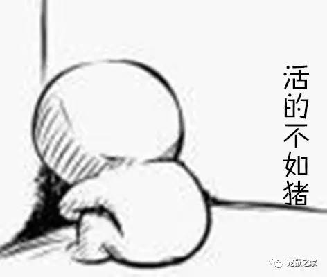 荷兰猪卖肉视频,又黑又大的荷兰猪