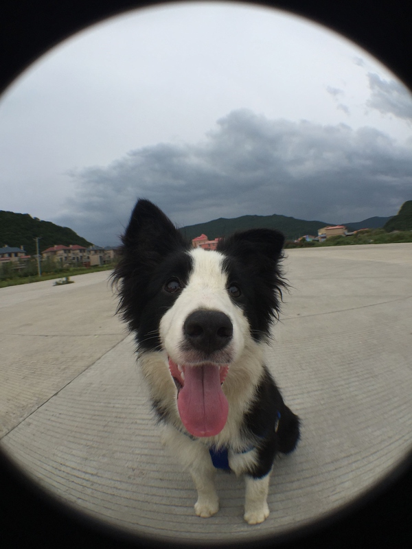 边牧这种狗到底有多聪明,边牧的智商真的有6-8岁那么高吗