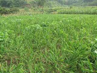 脱毒生姜培育与高产栽培技术,生姜套种玉米高产种植技术