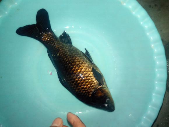 钓上来的鲫鱼发白,钓上来的鲫鱼身上有红点可以吃吗