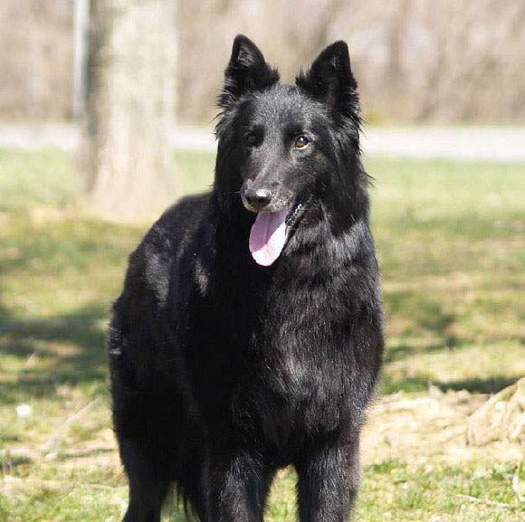 狗狗品种收集大全,收藏狗狗