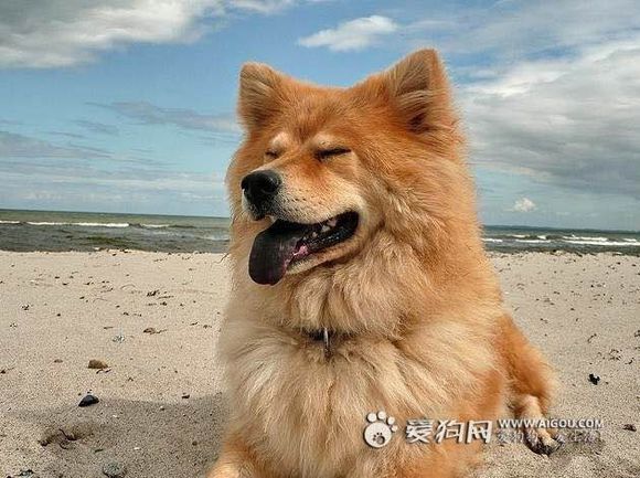 收藏狗狗的图片,收藏宠物集