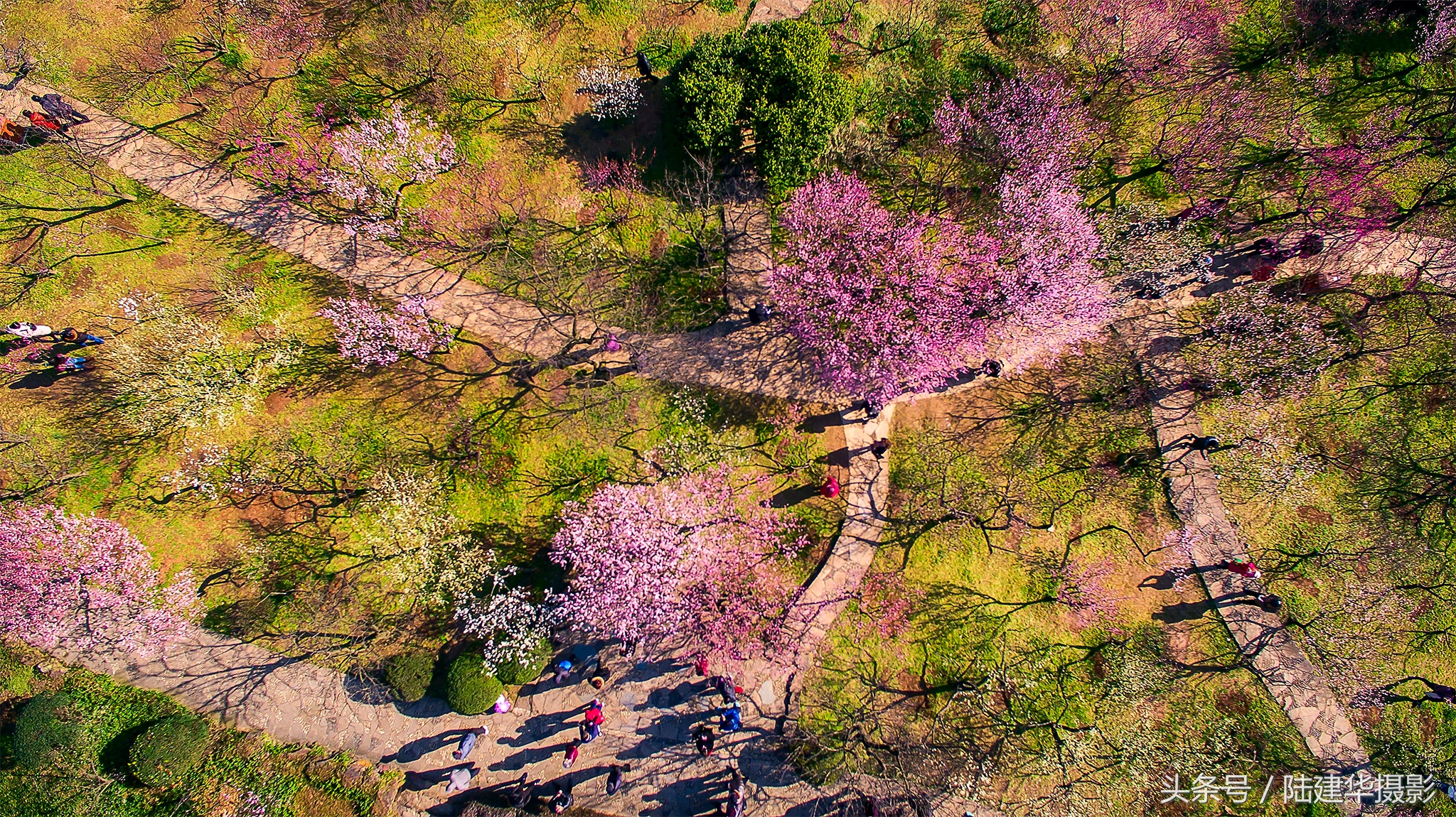 无锡梅园，春风十里不如你