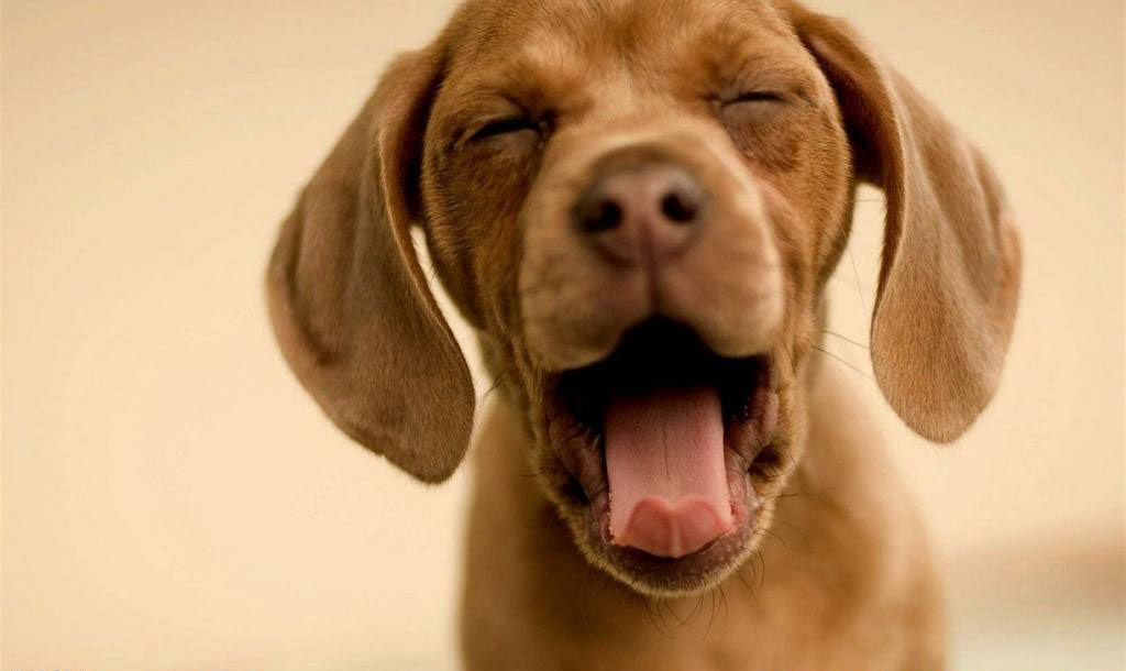 怎么训练狗狗晚上安静睡觉,狗狗晚上老叫怎么训练呢图片