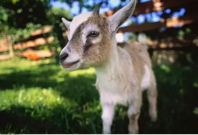 云养羊线上平台,云养羊软件