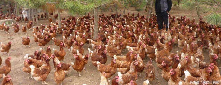 养鸡不产蛋怎么办,养鸡产蛋达不到的高峰