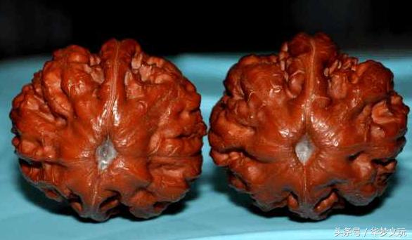 文玩核桃用绿松石封脐的方法,文玩核桃脐盘脏了