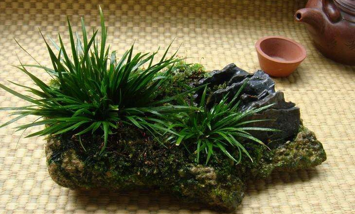 金钱菖蒲什么香味,从化金钱菖蒲