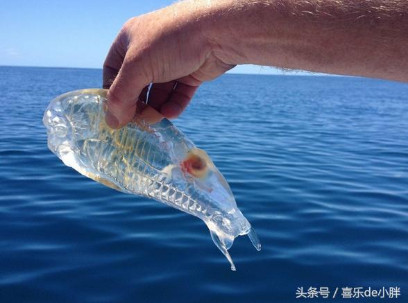 世界上十大最怪异的海洋生物,十种奇特的海洋生物