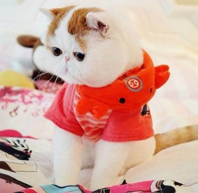 肾病综合征用激素副作用有多大,肾病激素吃到什么程度可以停