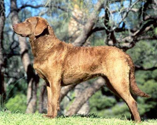 收藏狗狗的图片,收藏宠物集