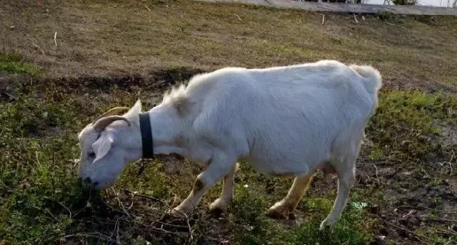 云养羊线上平台,云养羊软件