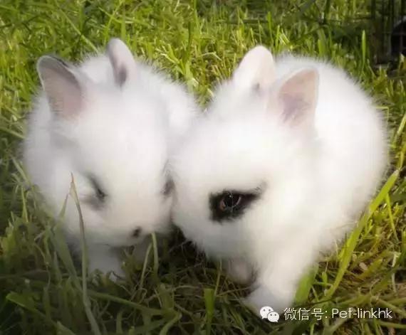 最受欢迎的宠物品种有哪些,宠物兔最热销的是哪几种