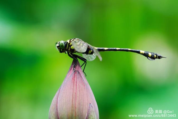 微距镜头下的昆虫视角,微距下的昆虫摄影