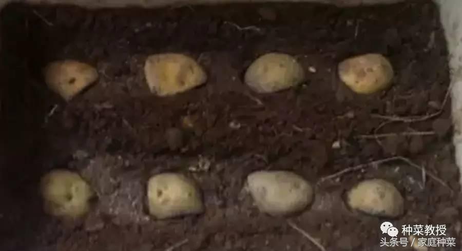 种植土豆全过程盆栽,种植土豆视频教程大全