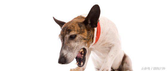 养狗狗狗呕吐还拉稀,养狗怎么解决狗狗拉屎的问题