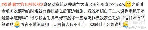 泰迪被大狗咬死了要怎么处理,泰迪狗被大白狗咬死了有什么预兆