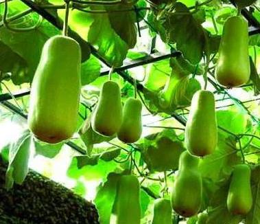 吃韭菜饺子上吐下泻是怎么回事,吃了一碗饺子后肚子不舒服拉肚子