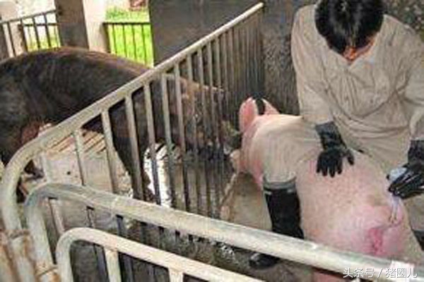 猪人工育种要输卵几次,猪输精时间和忌讳