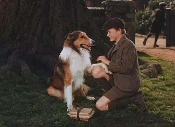 这些猫狗男女都爱看