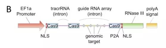 张锋基因编辑专利之争,张锋crispr