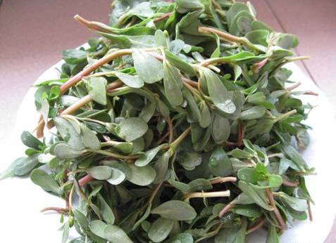 春天的野菜是大自然的馈赠,春天的野菜都是宝