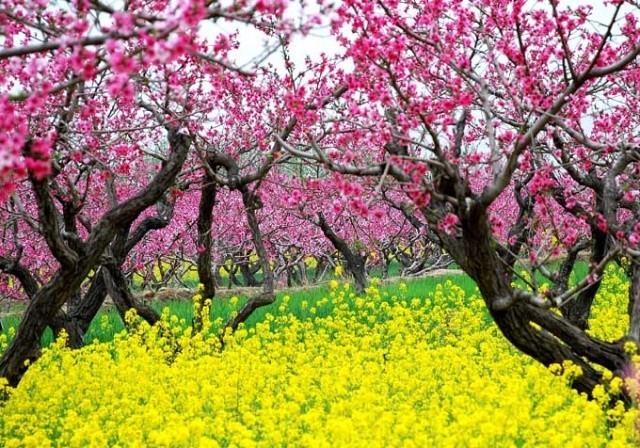 春风如贵客一到便繁华作文赏析,春风如贵客一到便繁华原文