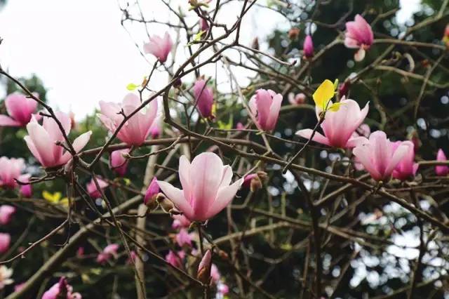 南宁游玩踏青攻略路线推荐,南宁春游赏花攻略图