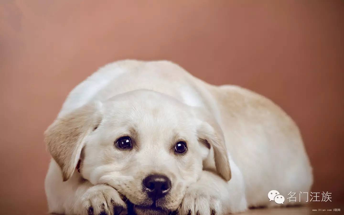 汪汪队狗狗怀孕,汪汪队狗狗怀孕的样子