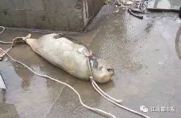 疼！一个铁钩，钩住的是全人类的的心