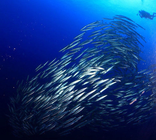 西沙群岛可以去旅游吗视频,到西沙群岛旅游全程费用