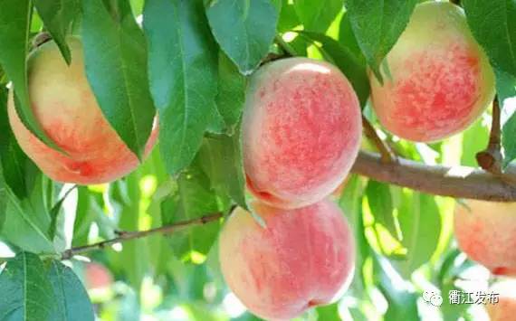 欣赏三生三世十里桃花美景,带你看风景三生三世十里桃花