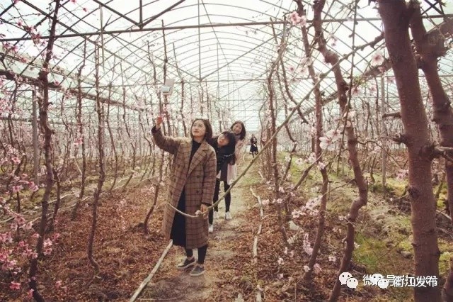 欣赏三生三世十里桃花美景,带你看风景三生三世十里桃花