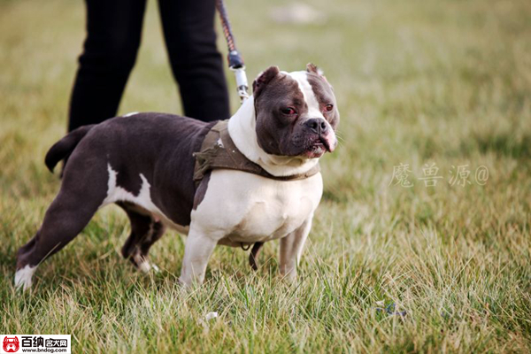 魔兽源犬舍“布兰妮”三岁震撼气质成就犬界恢弘传奇!