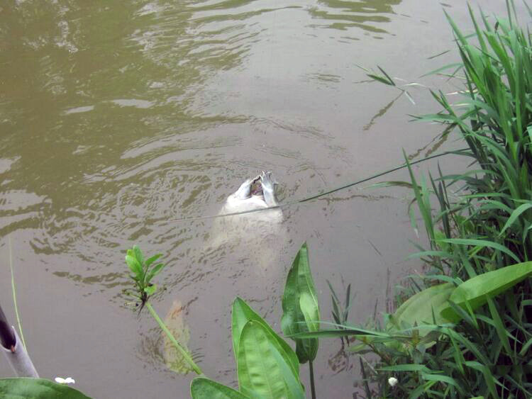 钓到放生甲鱼如何处理,钓到野生甲鱼该不该放生