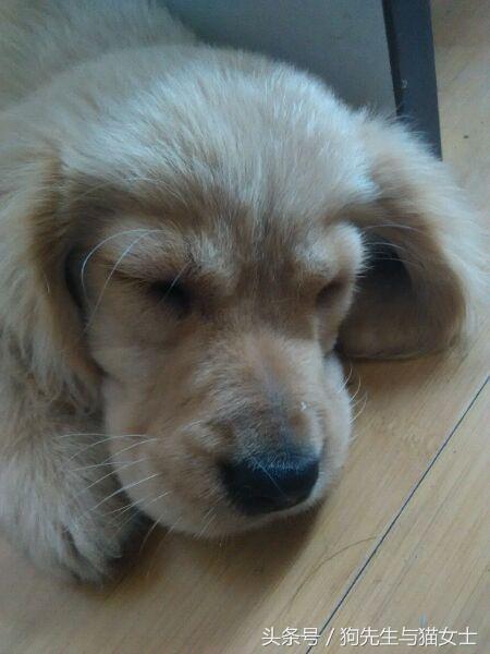 养了只小金毛，竟然趁我不注意偷吃洗衣粉，10分后脸肿成大包子